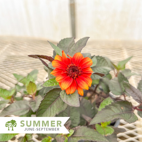 Luna Roja False Sunflower Heliopsis Luna Roja Shepherdssupply luna-roja-false-sunflower-heliopsis-luna-roja-shepherdssupply