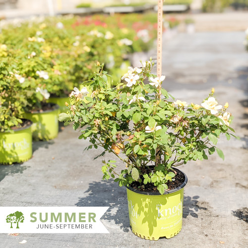 Sunny Knock Out® Rose Rosa x 'Radsunny' Shepherdssupply