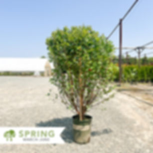 Fox Valley® Dwarf River Birch – Betula nigra 'Little King'
