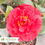 Thumbnail: Kramer's Supreme Camellia - Camellia japonica 'Kramer's Supreme'