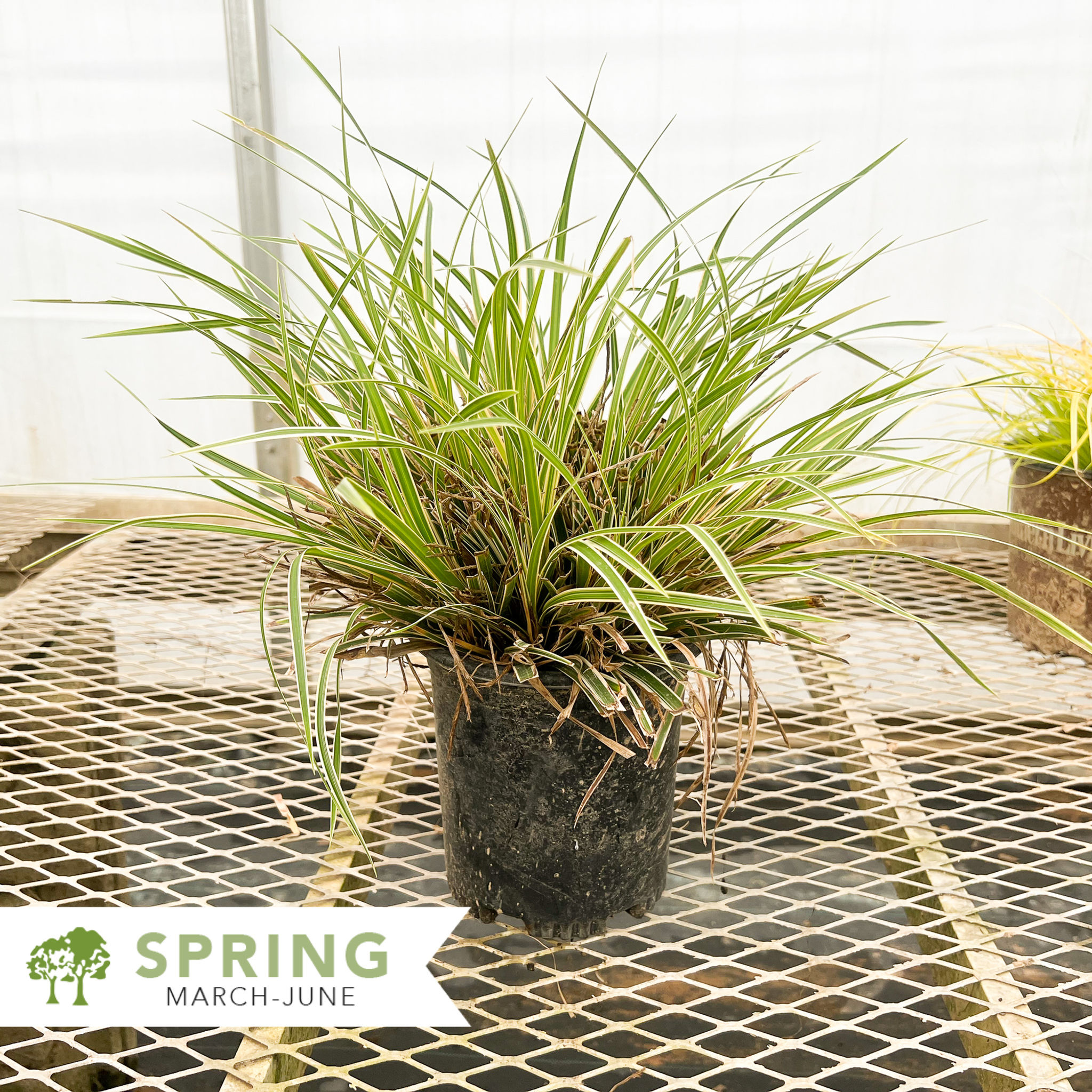 EverColor® Everglow Sedge - Carex morrowii 'Everglow'