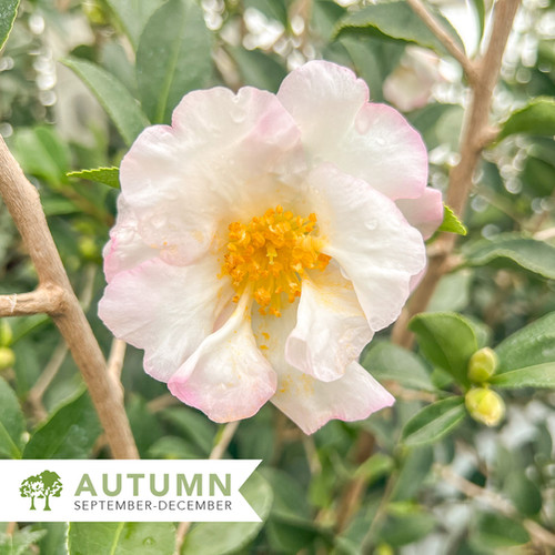 Setsugekka Camellia - Camellia sasanqua 'Setsugekka' | Shepherdssupply