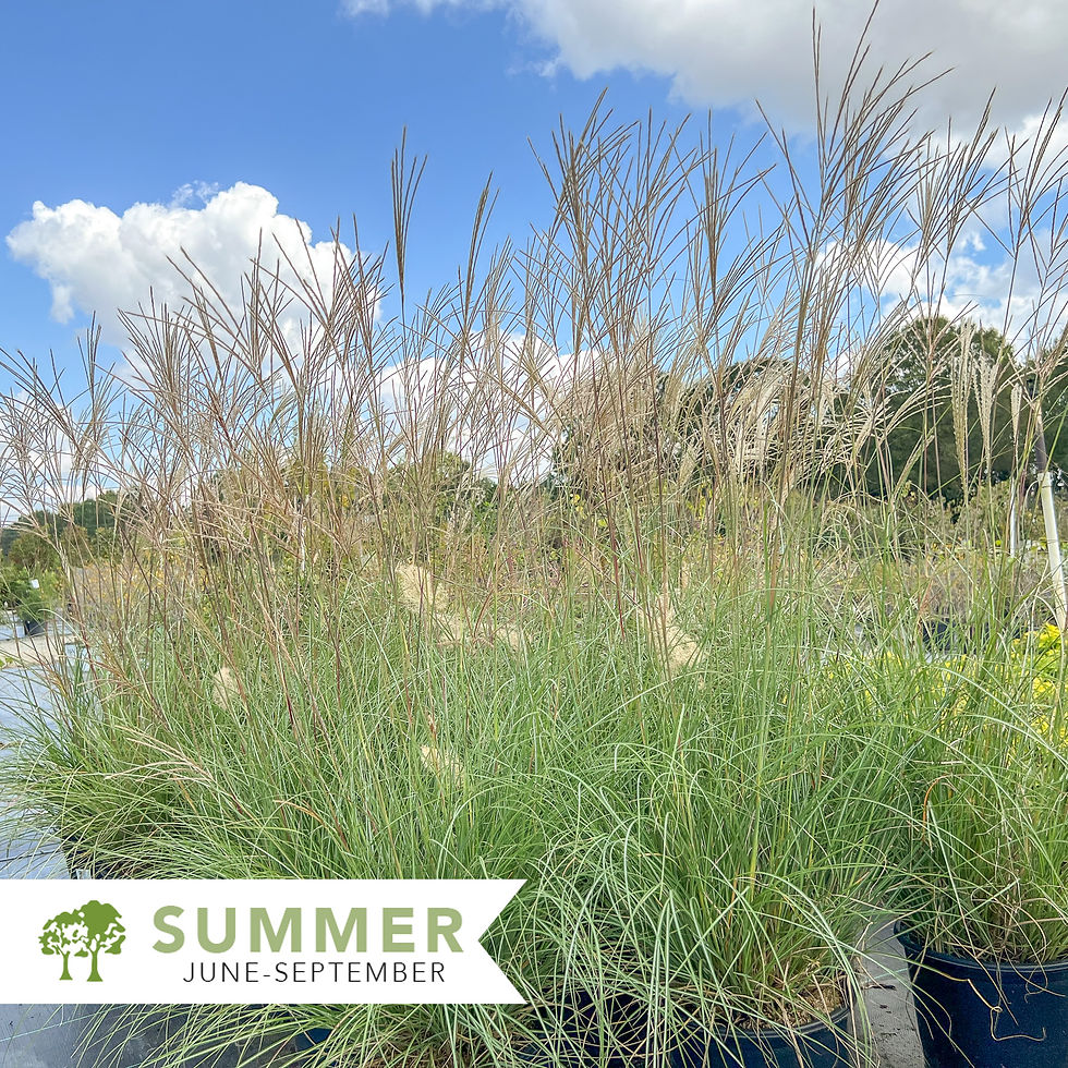 Thumbnail: Adagio Maiden Grass - Miscanthus sinensis 'Adagio'