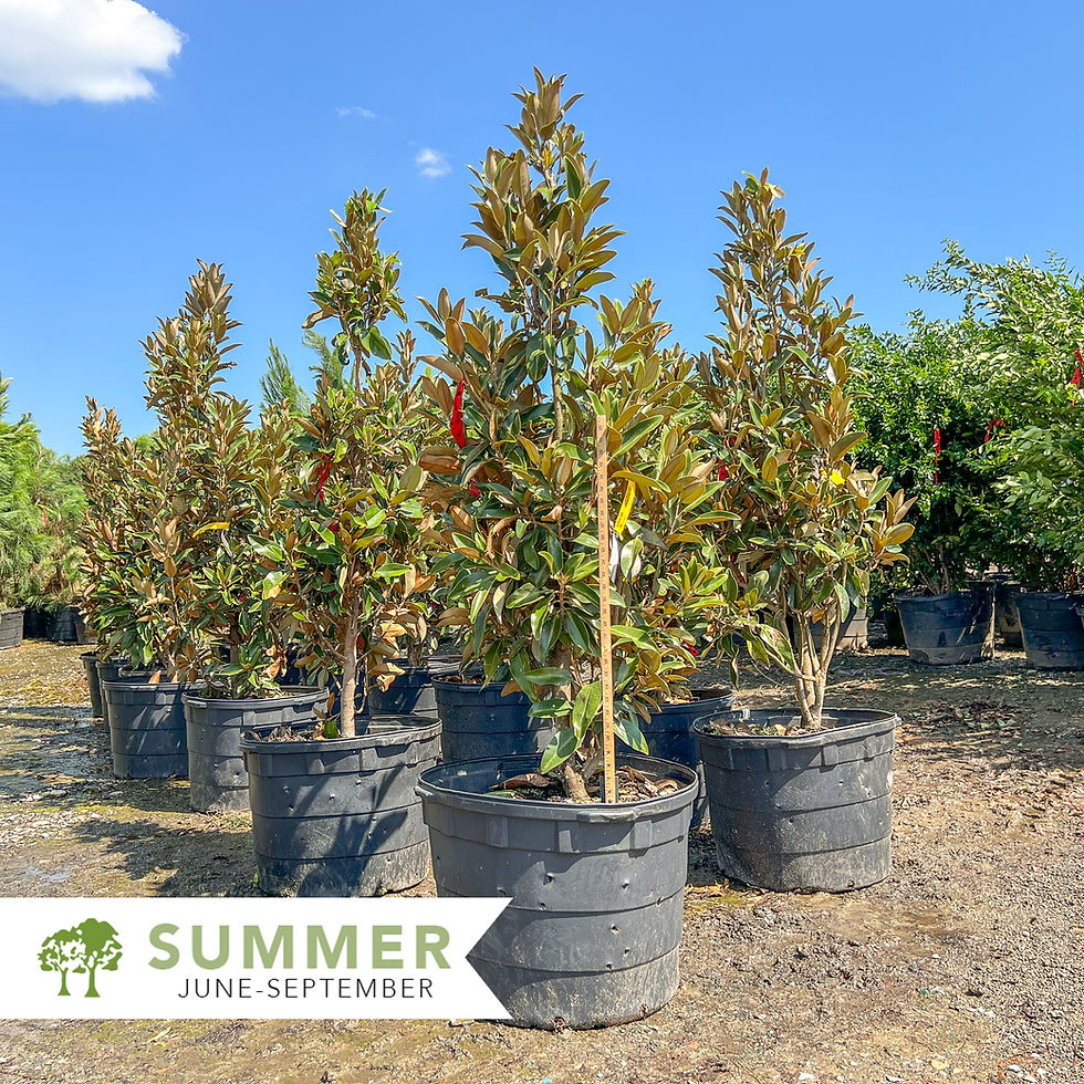 Thumbnail: Alta™ Southern Magnolia – Magnolia grandiflora 'TMGH'
