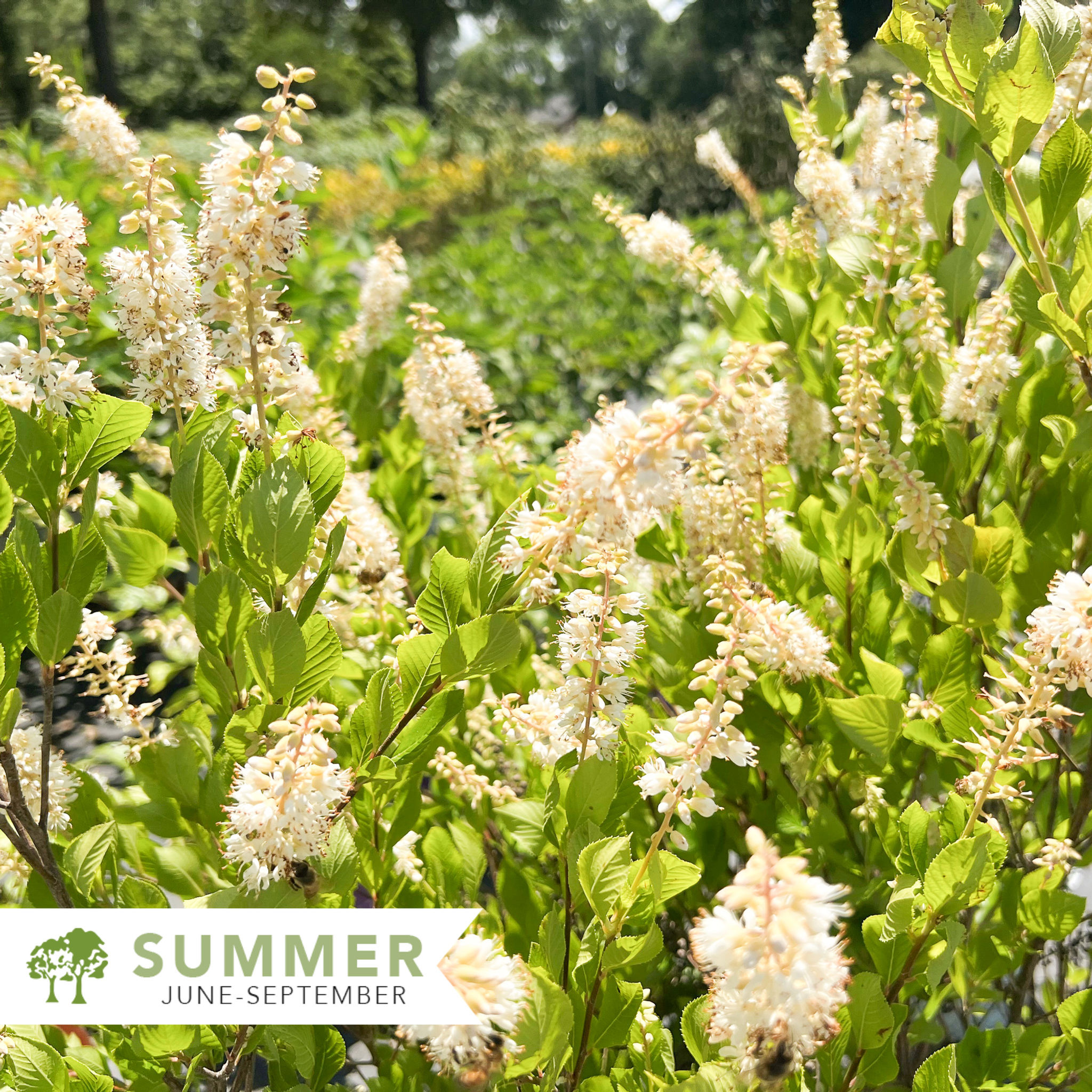 Vanilla Spice® Summersweet –  Clethra alnifolia 'Caleb'