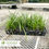 Thumbnail: Big Blue Liriope - Liriope muscari 'Big Blue'