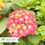 Thumbnail: Summer Crush® Bigleaf Hydrangea – Hydrangea Macrophylla 'bailmacfive'