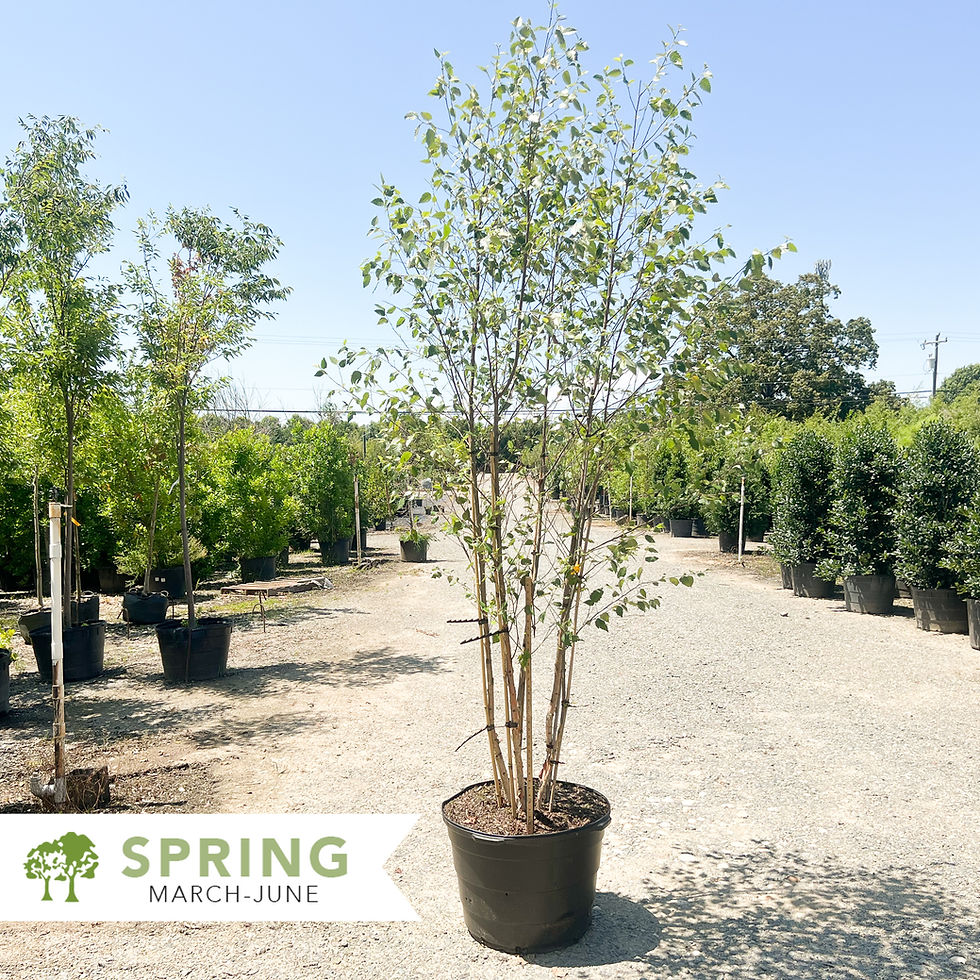Thumbnail: Dura-Heat® River Birch - Betula nigra 'BNMTF'