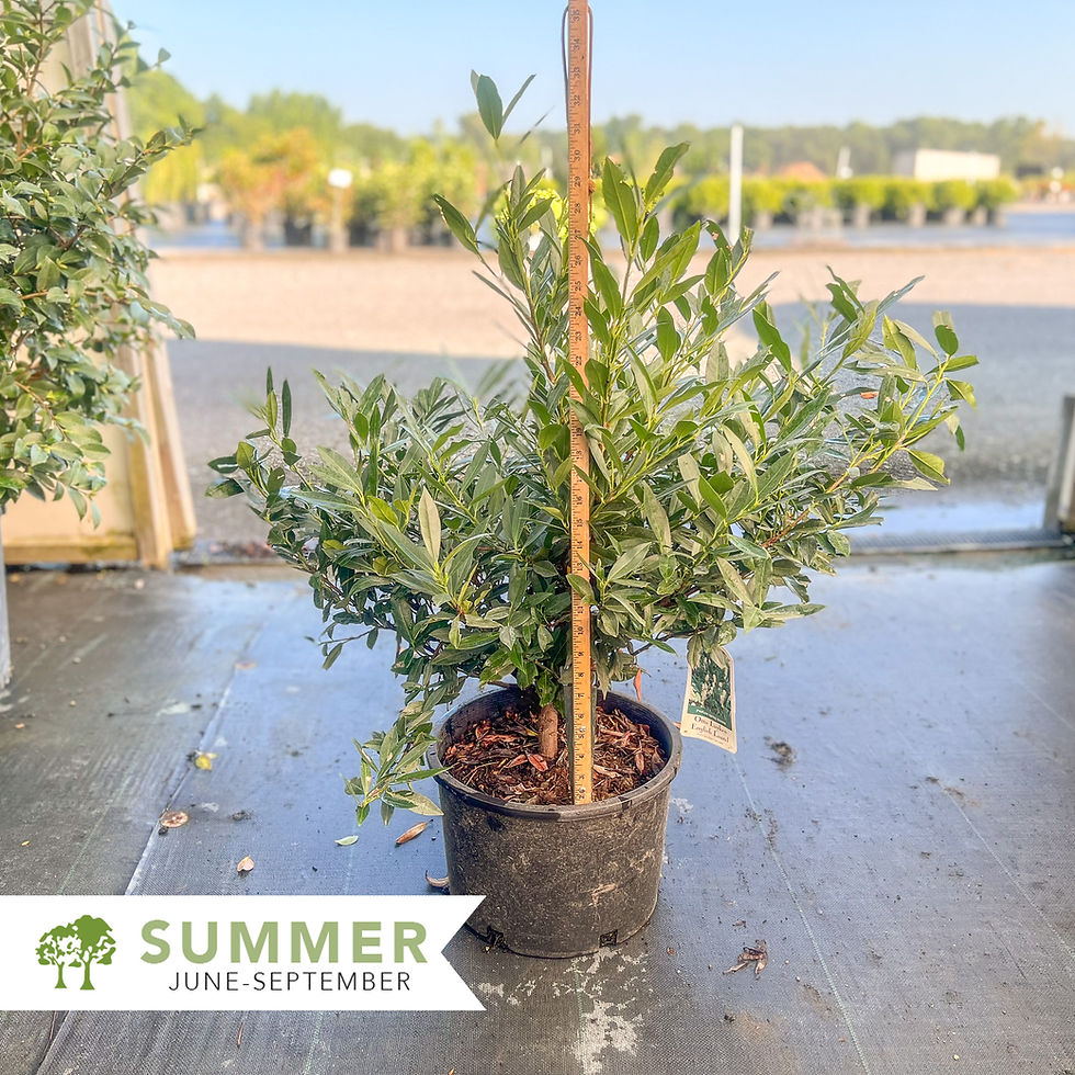 Thumbnail: Otto Luyken English Laurel - Prunus laurocerasus 'Otto Luyken'