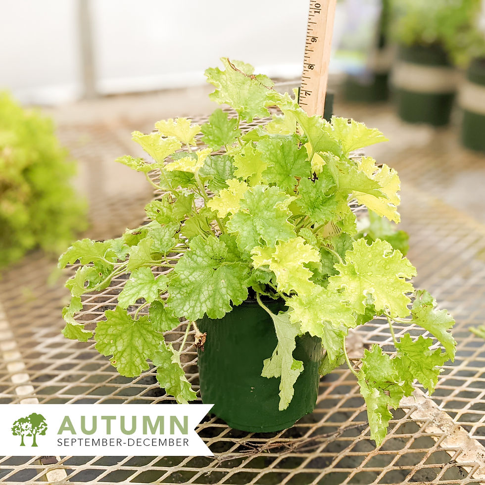 Thumbnail: Twist of Lime Coral Bells – Heuchera 'Twist of Lime'