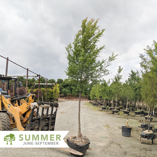 Bosque® Elm - Ulmus parvifolia 'UPTMF' | Shepherdssupply