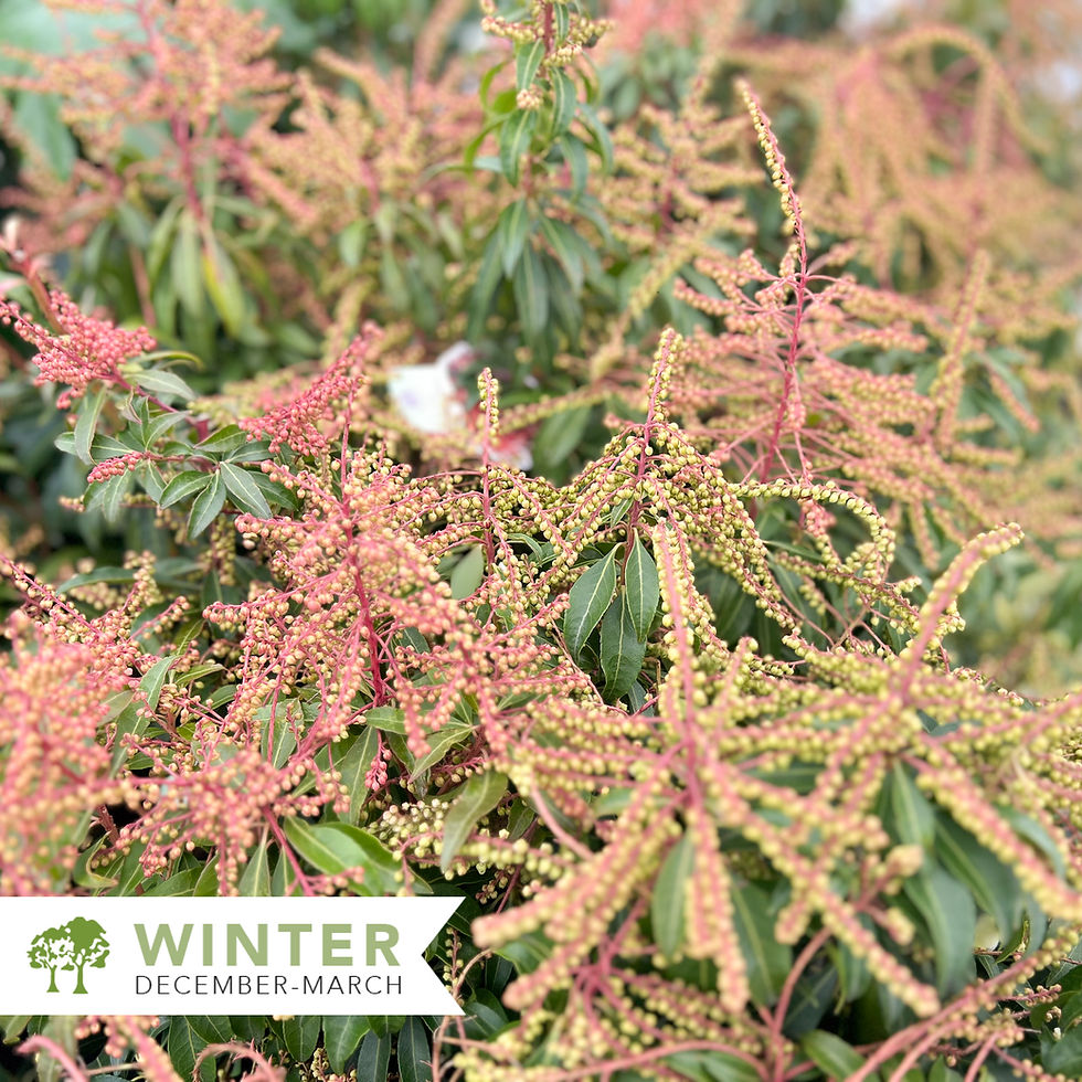 Thumbnail: Scarlet O'Hara Andromeda – Pieris japonica 'Scarlet O'Hara'