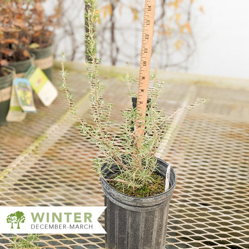 Arp Rosemary Rosmarinus officinalis 'Arp' Shepherdssupply
