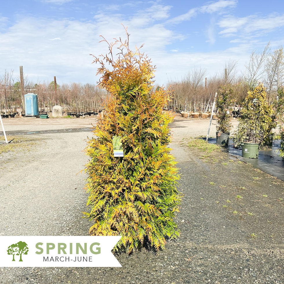Thumbnail: Ember Waves® Western Arborvitae - Thuja x 'MonPin'