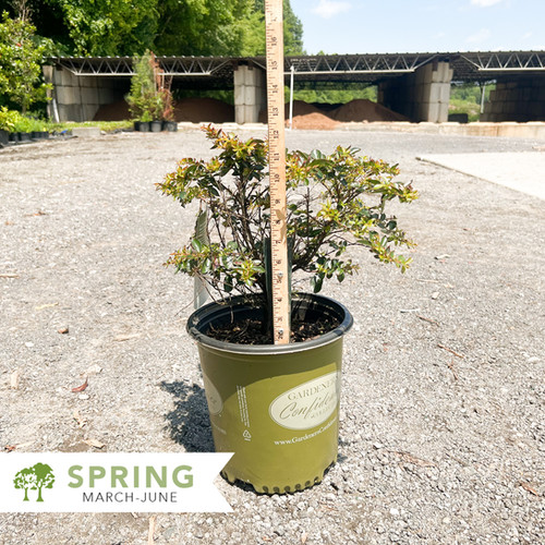 Cherry Dazzle® Dwarf Crape Myrtle – Lagerstroemia 'Gamad I
