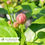 Thumbnail: Aphrodite Calycanthus – Calycanthus × 'Aphrodite'