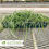 Thumbnail: Big Blue Liriope - Liriope muscari 'Big Blue'
