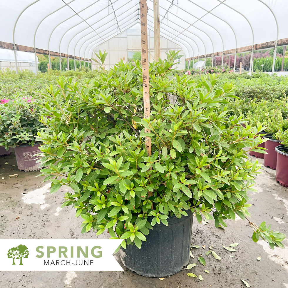 Thumbnail: George L Taber Azalea - Rhododendron indicum ‘George L. Taber’
