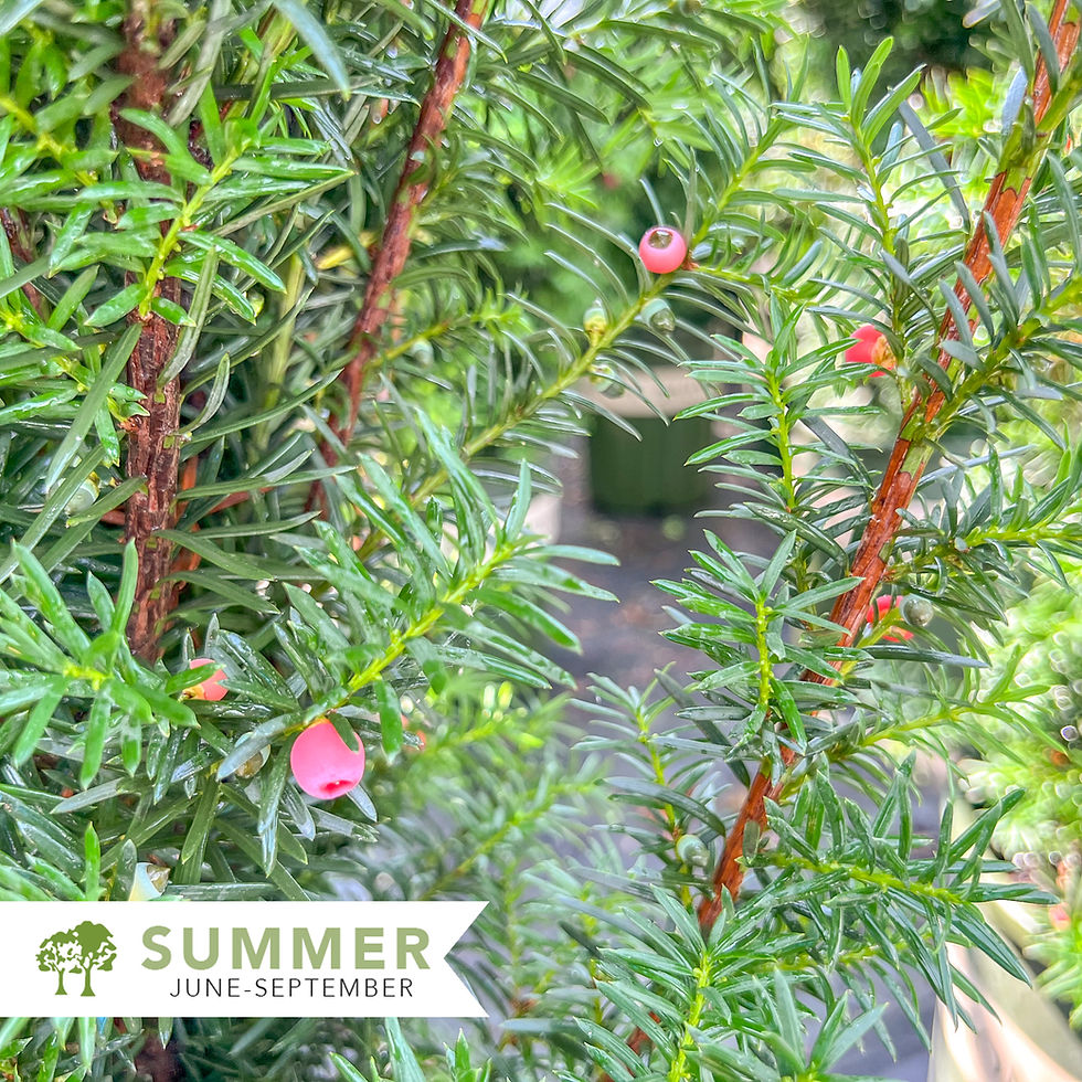 Thumbnail: Hicks Yew - Taxus x media 'Hicksii'