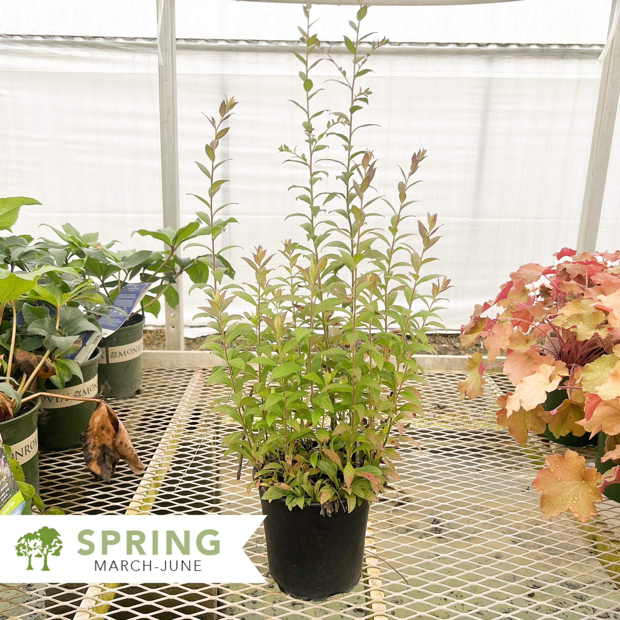 Fireworks Goldenrod - Solidago rugosa 'Fireworks'