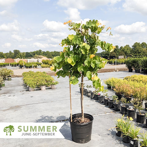 Rising Sun Redbud (Cercis canadensis)