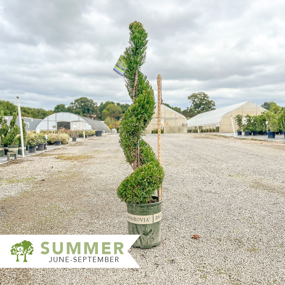 Mint Julep® Juniper Topiary – Juniperus chinensis 'Monlep' Spiral