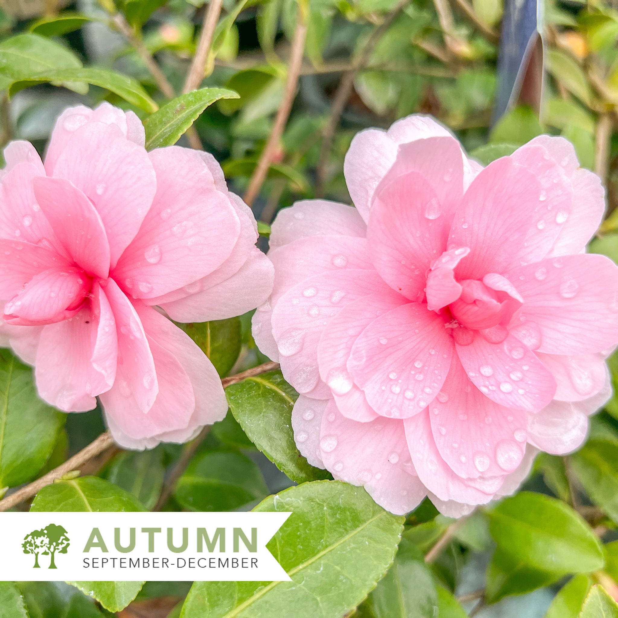 Chansonette's Blush Camellia - Camellia sasanqua 'Monchatb'
