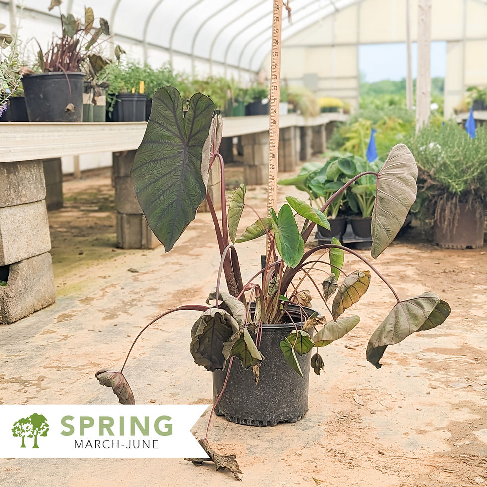 Royal Hawaiian® Diamond Head Elephant Ear- Colocasia esculenta PP19939