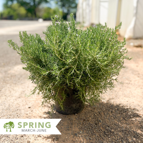 Roman Beauty Rosemary Rosmarinus officinalis 'Roman Beauty
