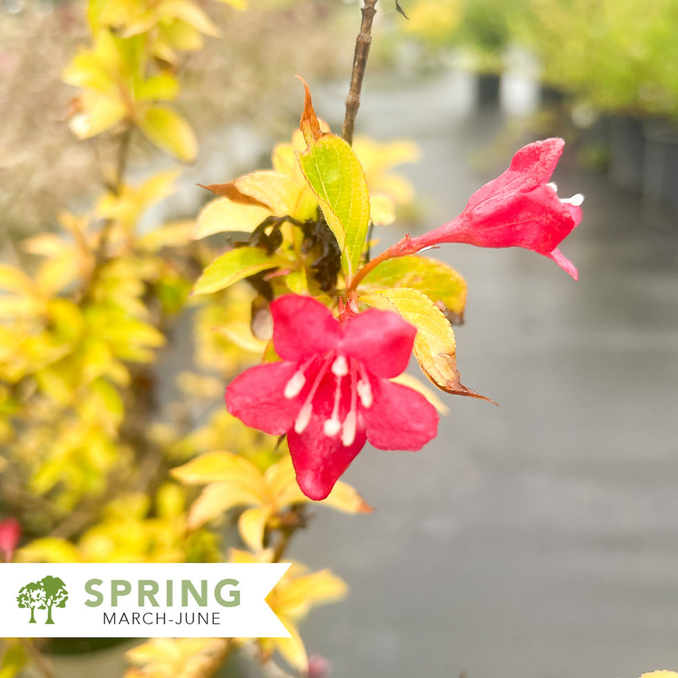 Thumbnail: Golden Jackpot® Weigela – Weigela florida 'MonRigney'