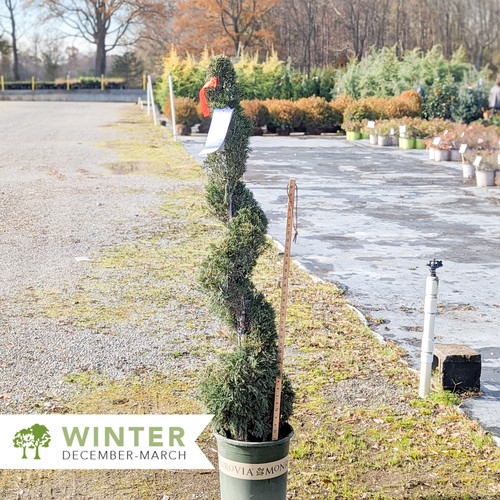 Mint Julep® Juniper Topiary Juniperus chinensis 'Monlep' Spiral