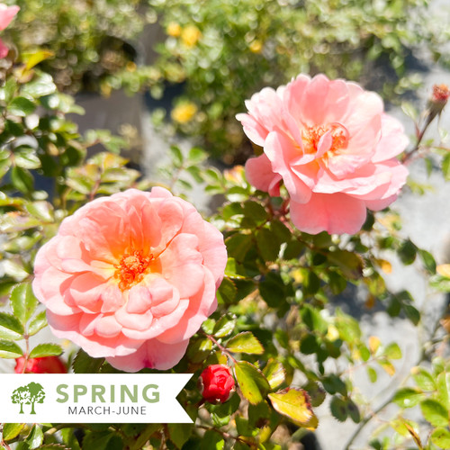 Apricot Drift® Rose - Rosa 'Meimirrote' | Shepherdssupply