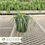 Thumbnail: Big Blue Liriope - Liriope muscari 'Big Blue'