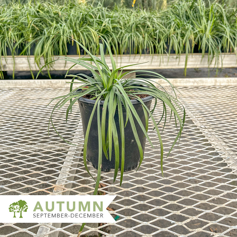 Thumbnail: Big Blue Liriope - Liriope muscari 'Big Blue'