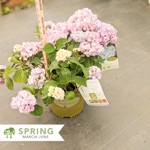 Mini Penny Hydrangea Hydrangea macrophylla 'Mini Penny' Shepherdssupply