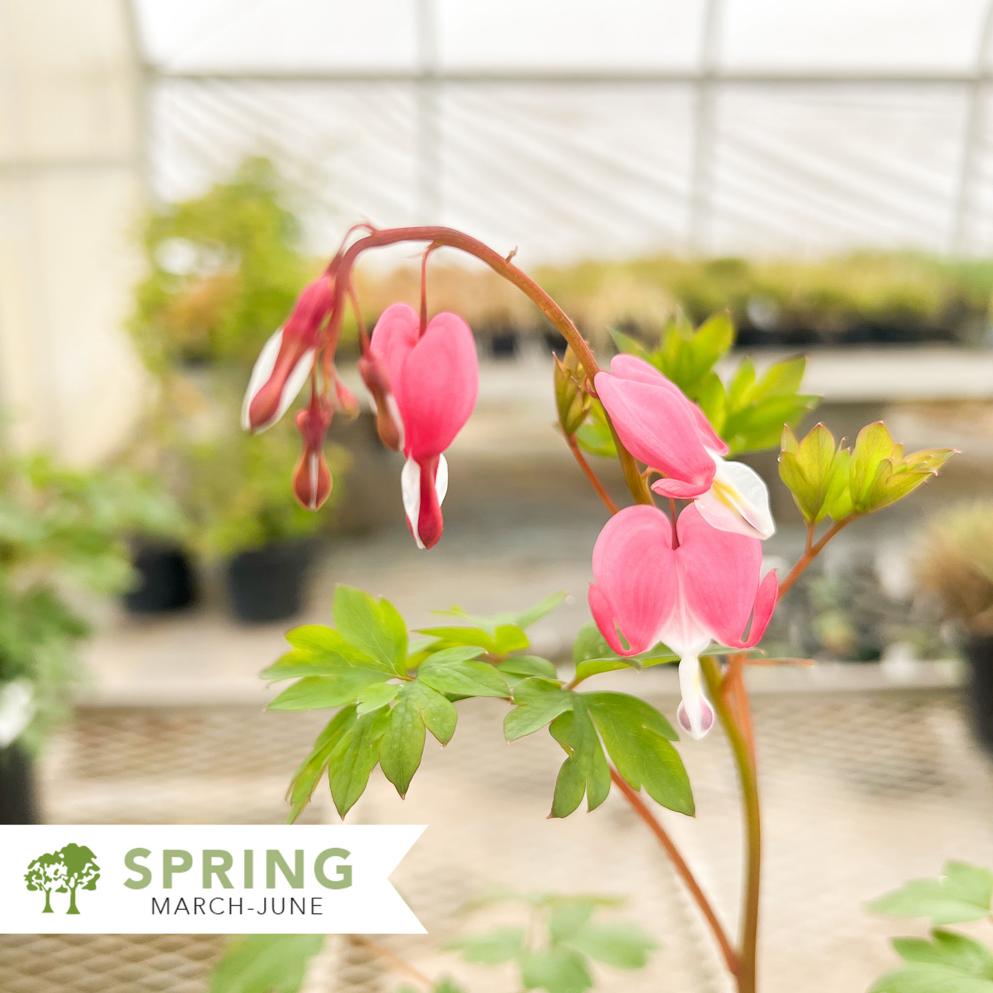 Bleeding Heart – Dicentra spectabilis
