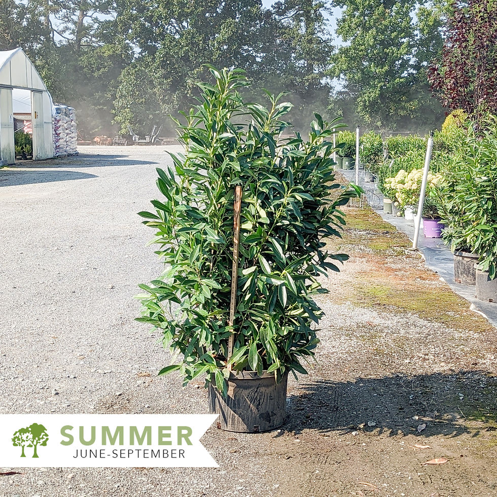 Thumbnail: Schip Laurel - Prunus lauroceras Schipkaensis