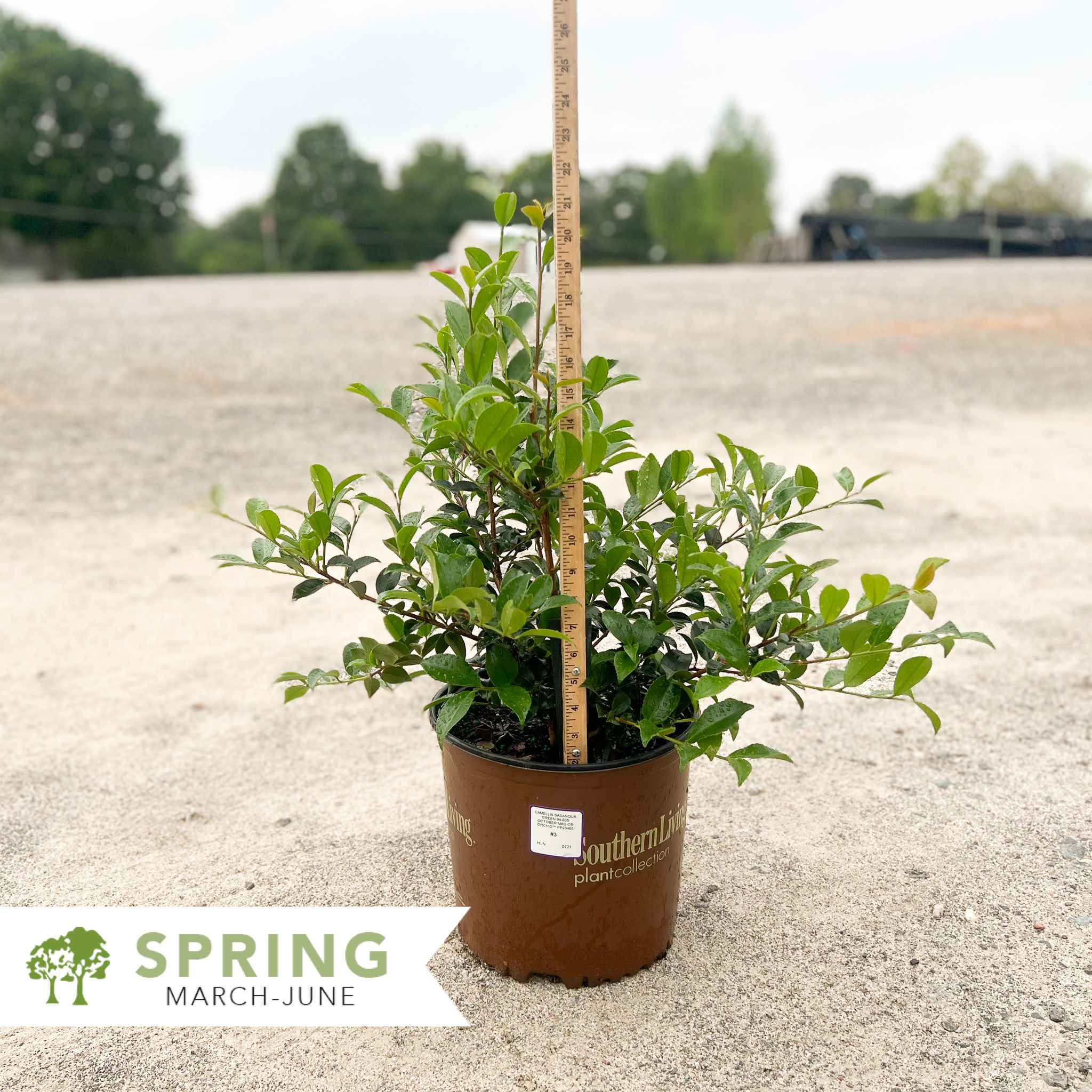 October Magic® Orchid™ Camellia – Camellia sasanqua 'Green 94-035'