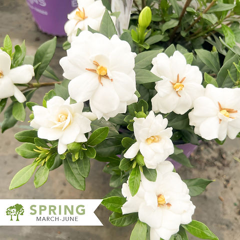 gardenia427 様 Double Mint Gardenia - Gardenia jasminoides 'Double Mint