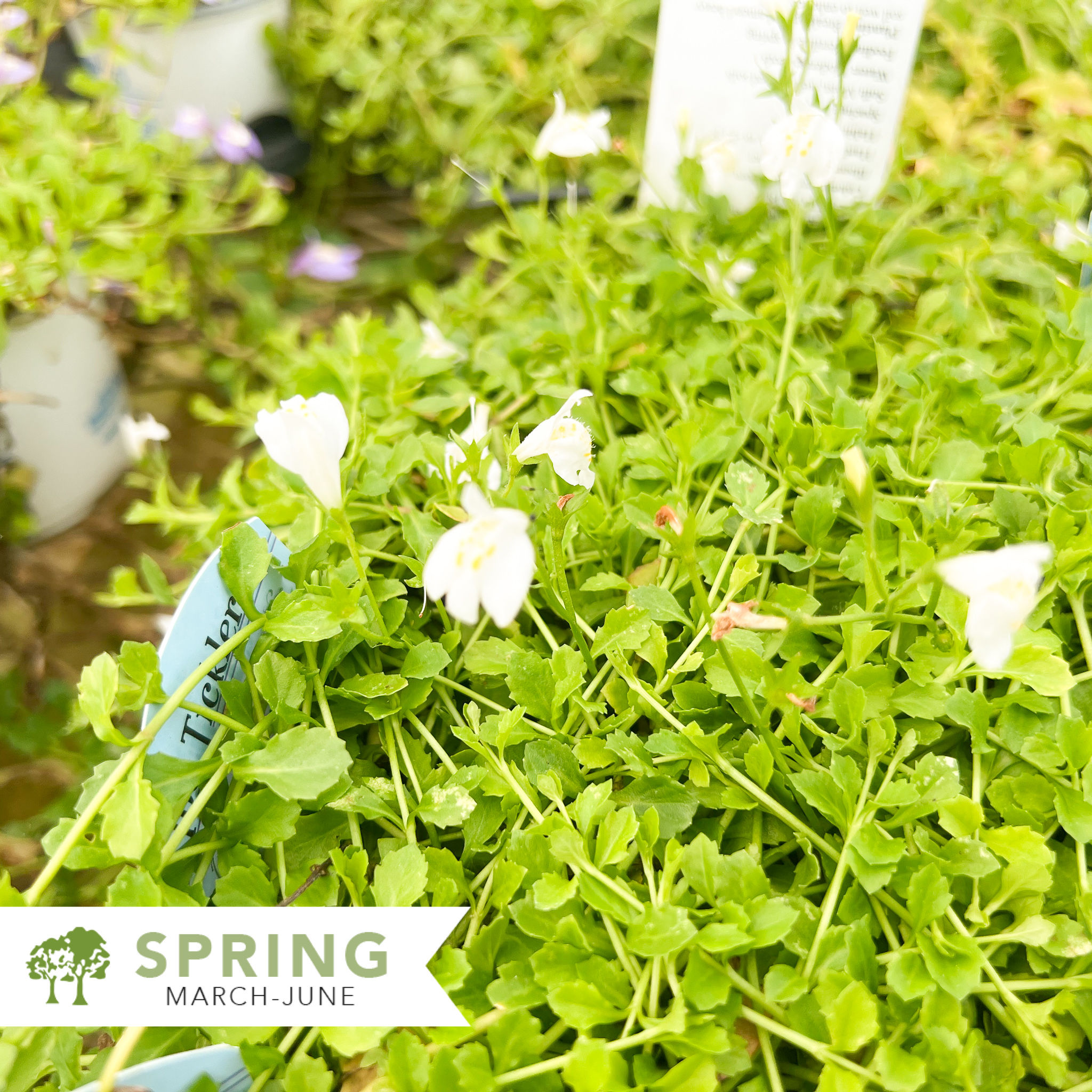 White Mazus – Mazus reptans 'Alba'