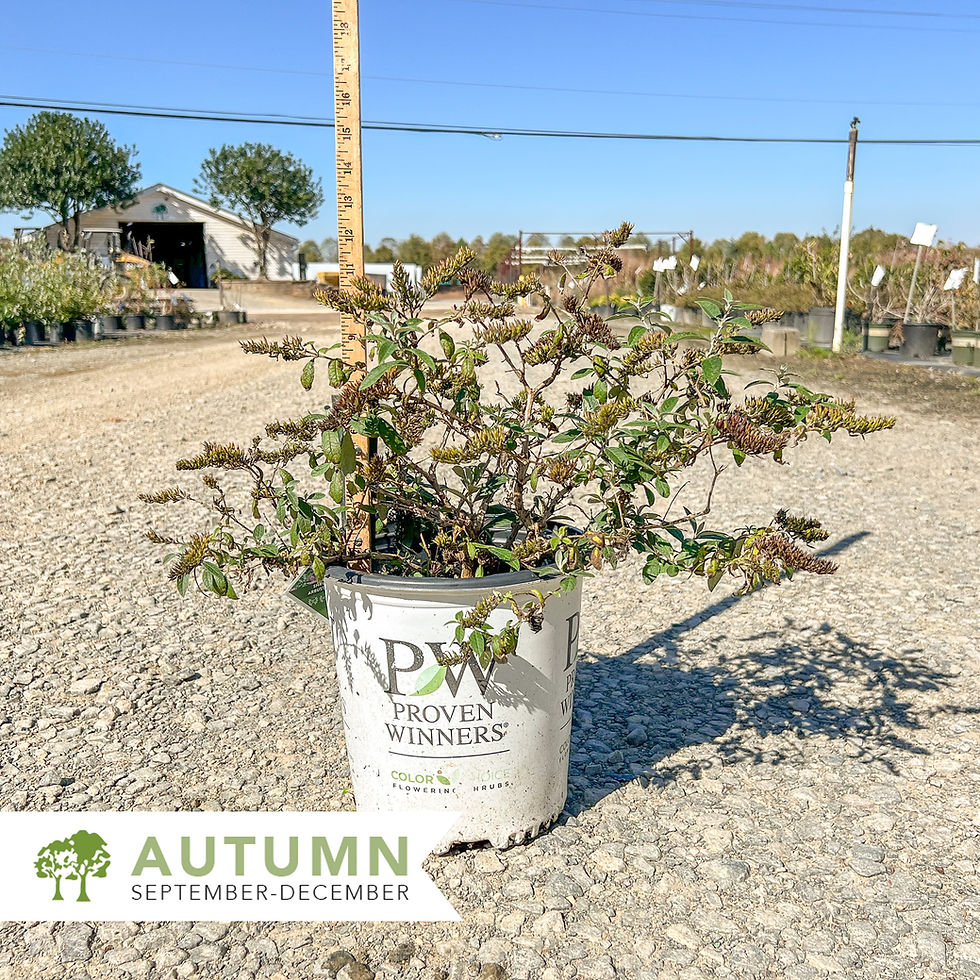 Thumbnail: Pugster® Periwinkle® Butterfly Bush - Buddleja davidii 'SMNBDO'