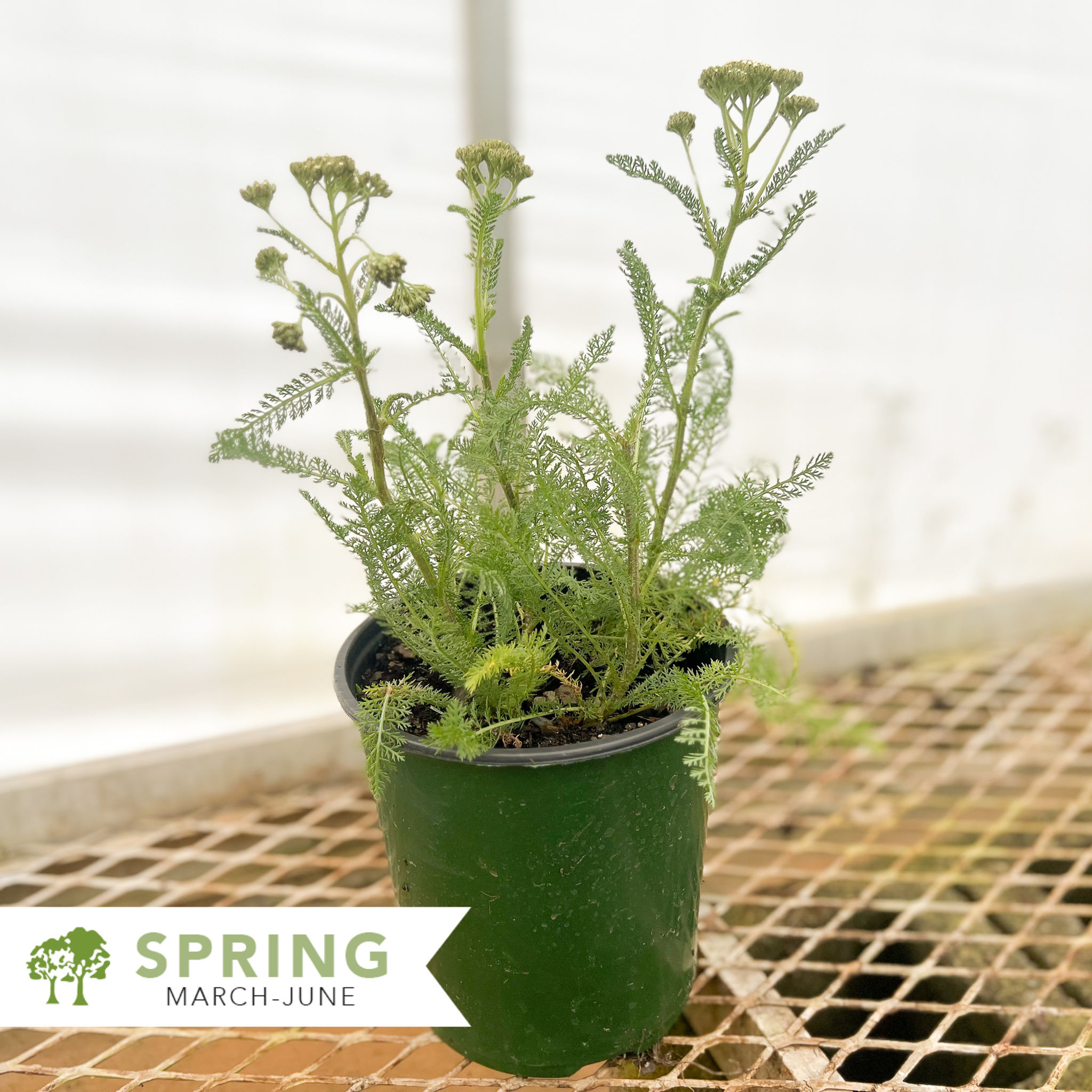 New Vintage™ White Yarrow – Achillea millefolium 'Balvinwite'