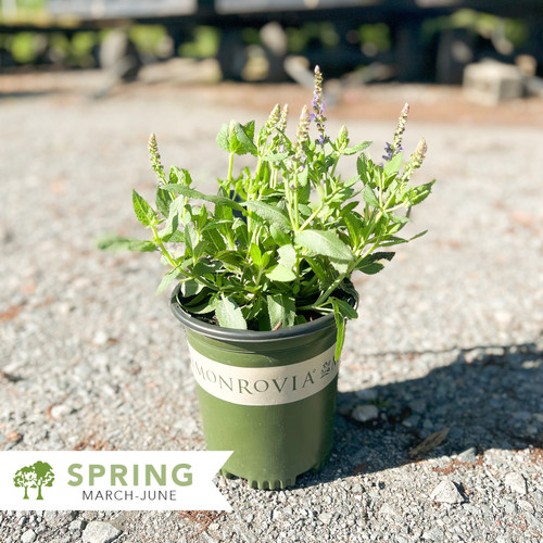 Apex™ Blue Meadow Sage Salvia nemorosa x 'apex blue' Shepherdssupply