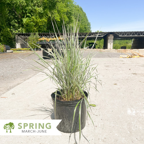 Hello Spring!™ Feather Reed Grass - Calamagrostis acutiflora Hello ...