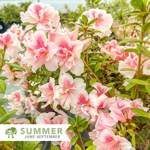 Autumn Belle Encore Azalea - Rhododendron 'Robleo' | Shepherdssupply