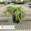 Thumbnail: Variegated Liriope-Liriope muscari 'Variegata'