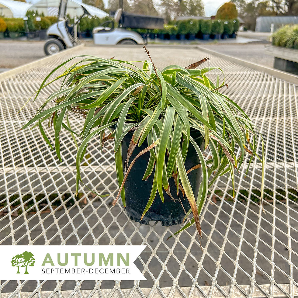 Thumbnail: Variegated Liriope-Liriope muscari 'Variegata'