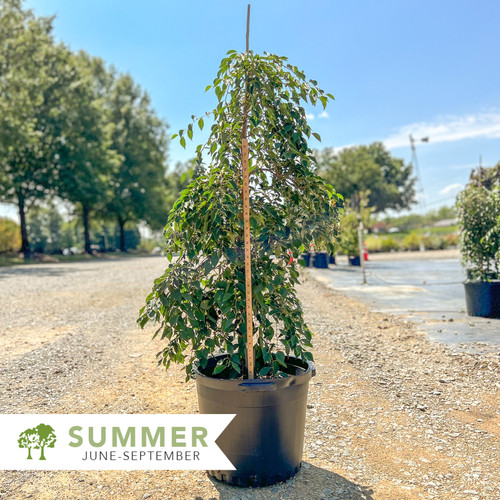 Fragrant Fountain Japanese Snowbell - Styrax japonicus ‘Fragrant