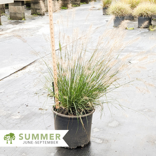 Jambalaya Fountain Grass Pennisetum alopecuroides 'Jambalaya