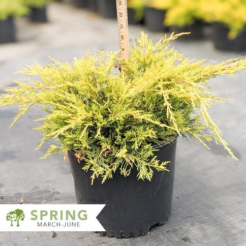 Gold Lace Juniper Juniperus chinensis 'Gold Lace' Shepherdssupply